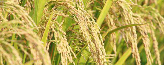 水稻叶尖发黄干枯是什么原因