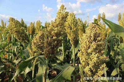 “超级谷物”藜麦助力中国粮食多样化