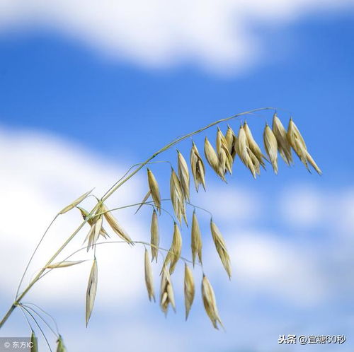 研究发现,每天吃点这种食物,患糖尿病的风险降低11